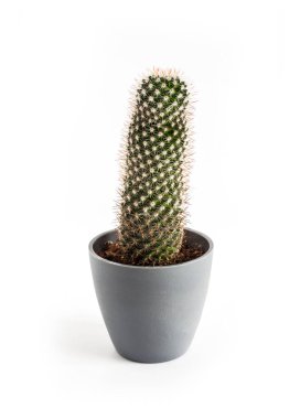Mammillaria kaktüsü beyaz arka planda izole edilmiş bir tencerede..