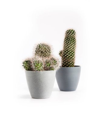 Potted Mammillaria cacti isolated on white background. Copy space