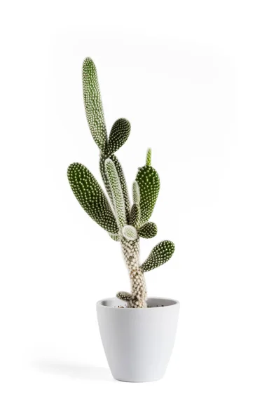 Opuntia Microdasys Var Cactus Albispina Una Maceta Aislada Sobre Fondo — Foto de Stock