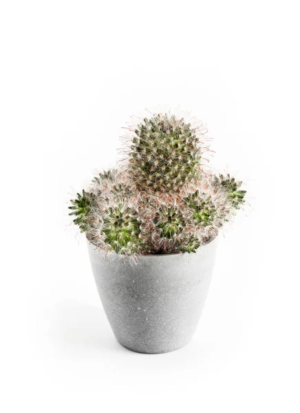 Mammillaria Cactus Maceta Aislada Sobre Fondo Blanco — Foto de Stock