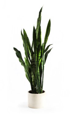 Potted succulent Sansevieria trifasciata isolated on white background.