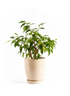 Potted Ficus benjamina plant isolated on white background