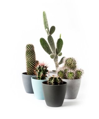 Beyaz zemin üzerinde bulunan çeşitli kaktüsler (Gymnocalycium mihanovichii, Mammillaria, Opuntia microdasys) izole edilmiştir. Boşluğu kopyala