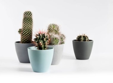 Variety of potted cacti (Gymnocalycium mihanovichii, Mammillaria) isolated on white background. Copy space