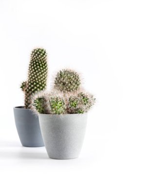 Potted cacti (Mammillaria) isolated on white background. Copy space