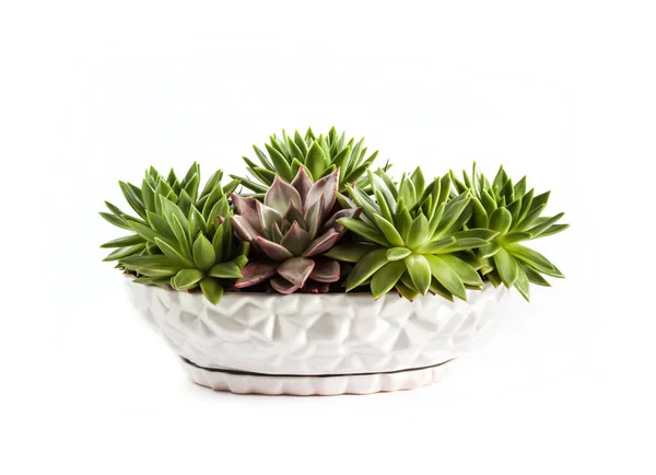 Ceramic White Flower Pot Echeveria Succulents Isolated White Background — Foto de Stock