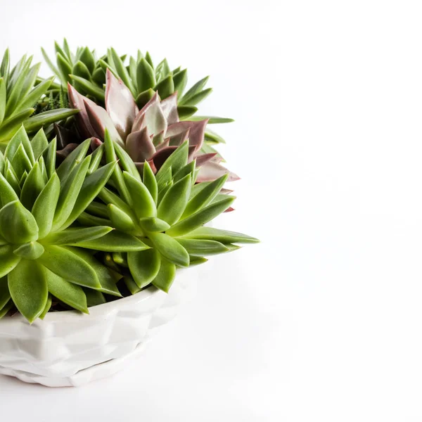 Ceramic White Flower Pot Echeveria Succulents Isolated White Background Copy — Stock Photo, Image