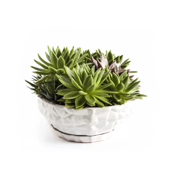 Ceramic White Flower Pot Echeveria Succulents Isolated White Background — Foto de Stock