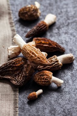 Morel mantarları siyah arkaplanda yakın plan