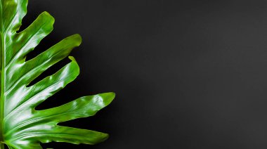 Siyah üzerine yeşil tropikal yaprak. Doğal çiçek geçmişi var. Boşluğu kopyala