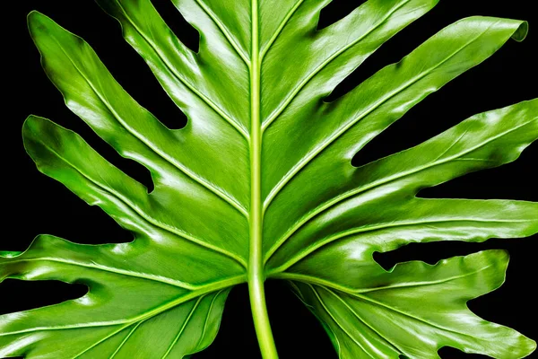 Hoja Tropical Verde Primer Plano Sobre Negro Fondo Floral Natural —  Fotos de Stock