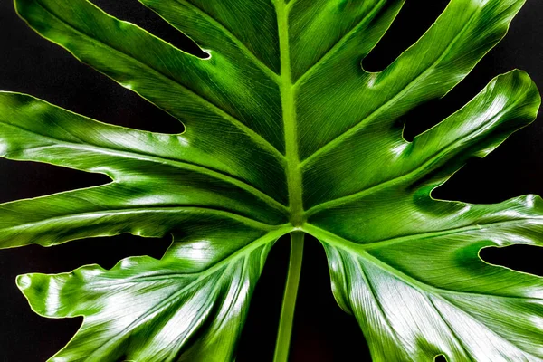 Hoja Tropical Verde Primer Plano Sobre Negro Fondo Floral Natural —  Fotos de Stock