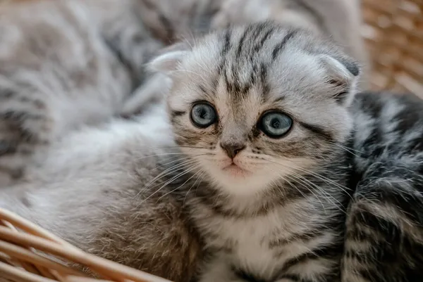 Bella scozzese piega gattino gioca in un cestino — Foto Stock