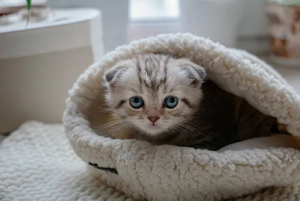 Jolie chaton écossais avec des yeux bleus assis dans un chapeau de fourrure — Photo