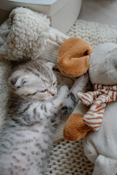 Piękny szkocki krotnie kotek bawi się z zabawką — Zdjęcie stockowe