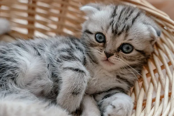 Bella scozzese piega gattino gioca in un cestino — Foto Stock