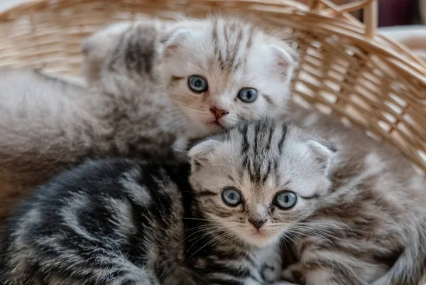 Precioso gris escocés pliegue gatitos jugando en una cesta —  Fotos de Stock