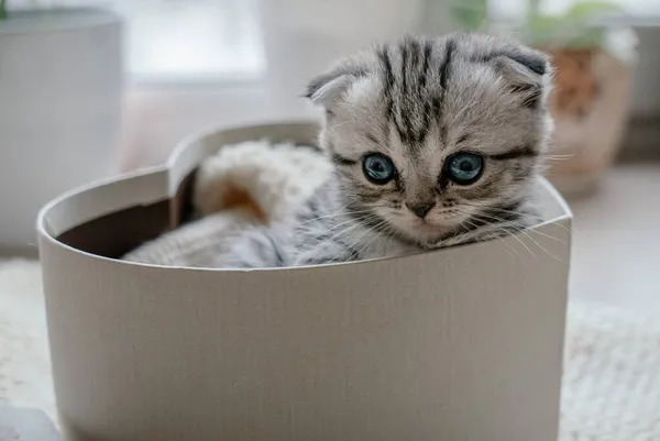 Pretty grey scottish fold kitten sitting in a gift box — Stock Photo, Image