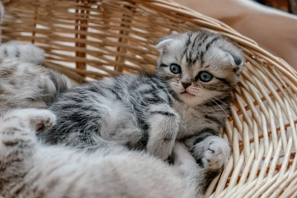 Hermoso escocés pliegue gatito juega en un cesta — Foto de Stock