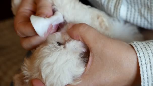 Master limpia los ojos del cachorro con almohadilla de algodón — Vídeo de stock