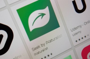 Ivanovsk, Rusya - 28 Kasım 2021: Bir tablet PC ekranında iNaturlist uygulaması aranıyor.