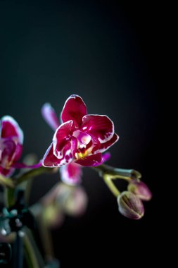 Siyah arkaplanda güzel bir falaenopsis orkidesi