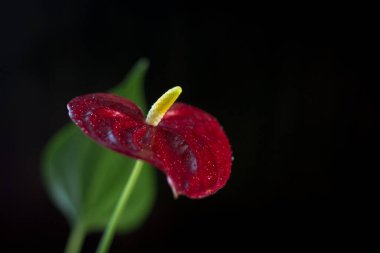 Siyah arka plan üzerinde Güzel Antoryum çiçek