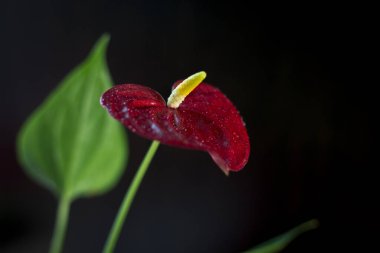 Siyah arka plan üzerinde Güzel Antoryum çiçek