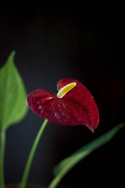 Siyah arka plan üzerinde Güzel Antoryum çiçek