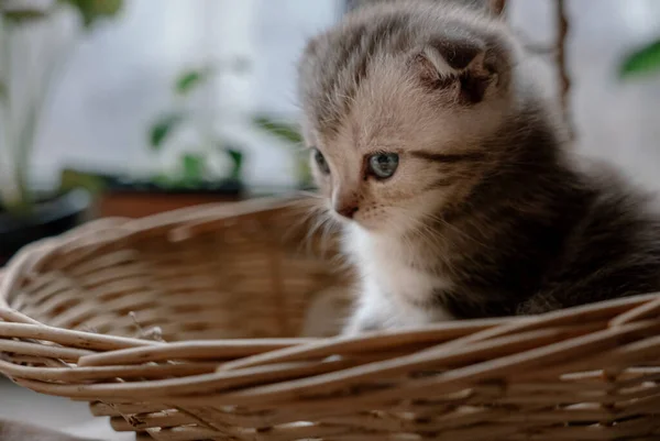 Beautiful Scottish Fold Kitten Plays Basket — Stock Photo, Image