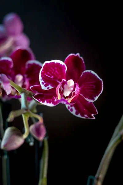 Orquídea Phalaenopsis Bonita Fundo Preto — Fotografia de Stock