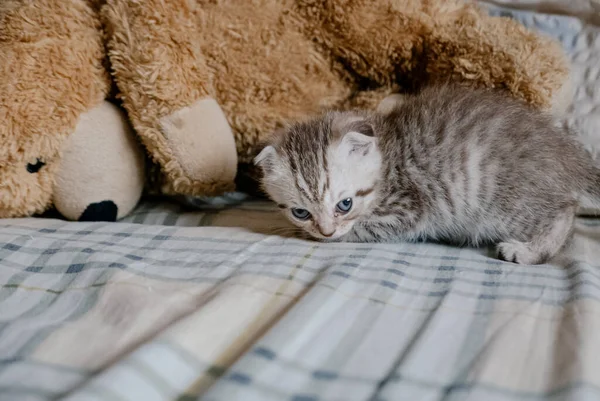 Lovely Scottish Fold Kitten Plays Toy — Stock Photo, Image