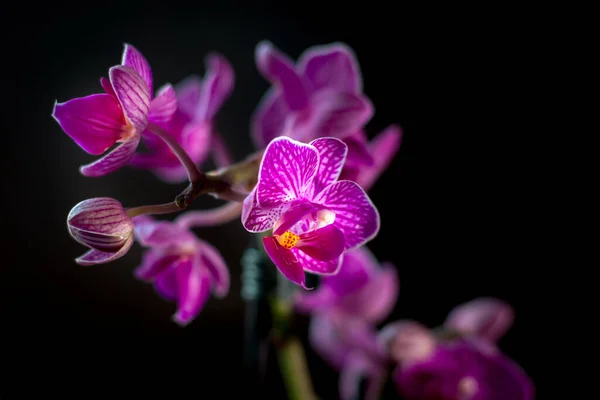Orquídea Phalaenopsis Bonita Fundo Preto — Fotografia de Stock