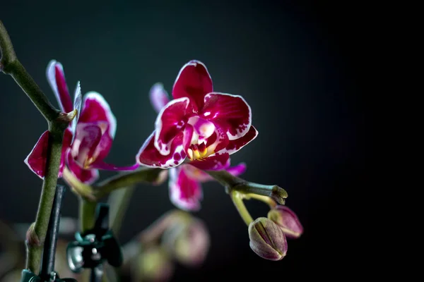 Orquídea Phalaenopsis Bonita Fundo Preto — Fotografia de Stock