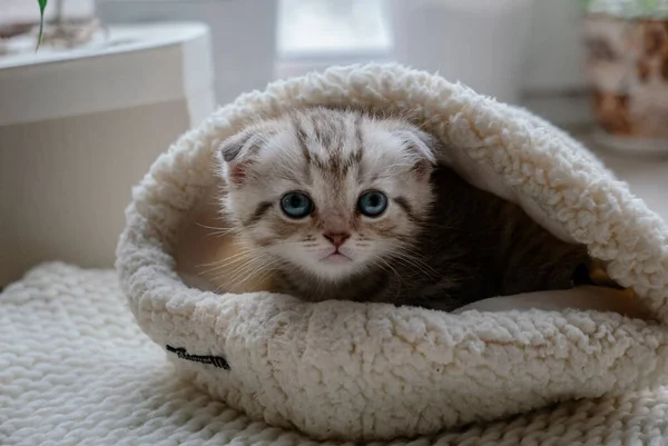 漂亮的苏格兰小猫咪 蓝眼睛 坐在毛皮帽子里 — 图库照片