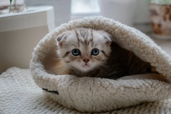 Bastante Escocés Pliegue Gatito Con Ojos Azules Sentado Sombrero Piel — Foto de Stock