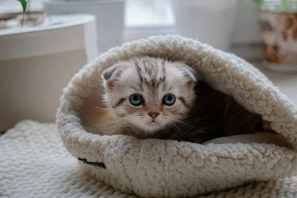 모자를 인기있는 고양이 — 스톡 사진