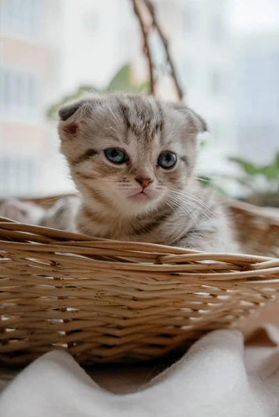 Pretty Scottish Straight Kitten Straw Basket — Stock Photo, Image