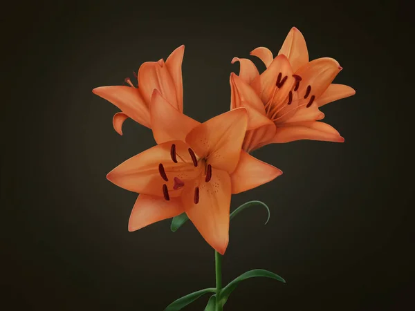 fine art hand drawn digital drawing of orange tiger lily flowers on green background