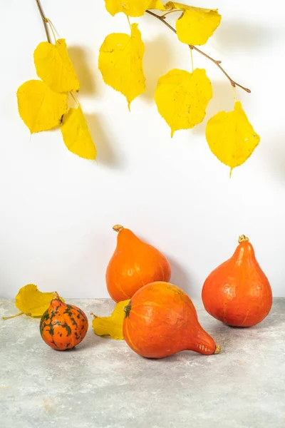 Natura Morta Autunnale Con Zucche Foglie Autunnali Gialle Sfondo Bianco — Foto Stock