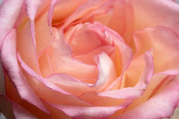 Rosa Chiaro Lussuoso Fiore Estremo Primo Piano Cornice Completa — Foto Stock