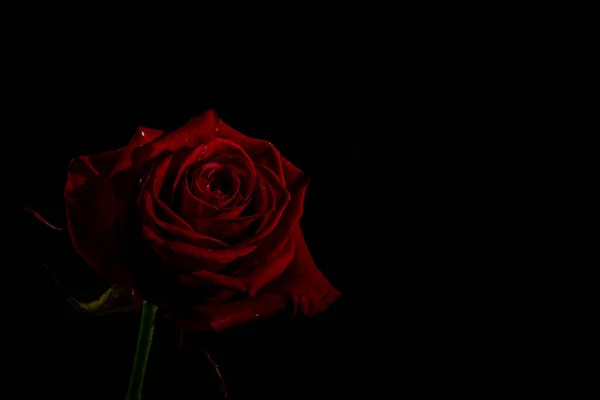 黒を背景に豪華な赤いバラ キーの低い写真 極端な花のクローズアップとコピースペース — ストック写真