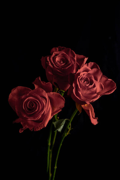 Roses burgundy on a black background. Blur and selective focus. Low key photo
