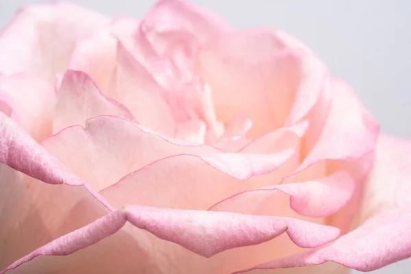 Luksusowe jasnoróżowe róże. Ekstremalne zbliżenie kwiatów. Rozmycie i selektywne skupienie — Zdjęcie stockowe