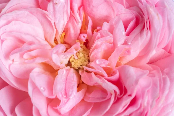 Luxurious Pink Rose Close Blurred Foreground Selective Focus — Stock Photo, Image