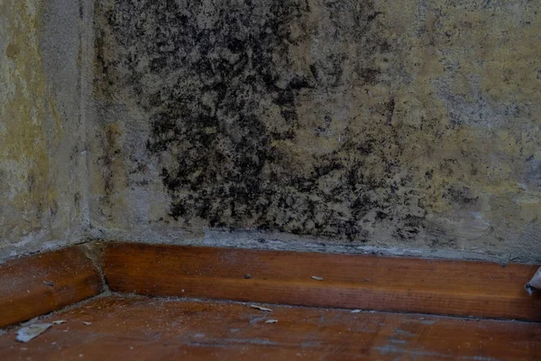 black mold on the concrete wall in the apartment