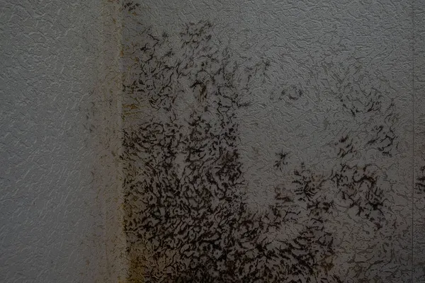 Large Spots Black Mold Wall Apartment — Stock Photo, Image