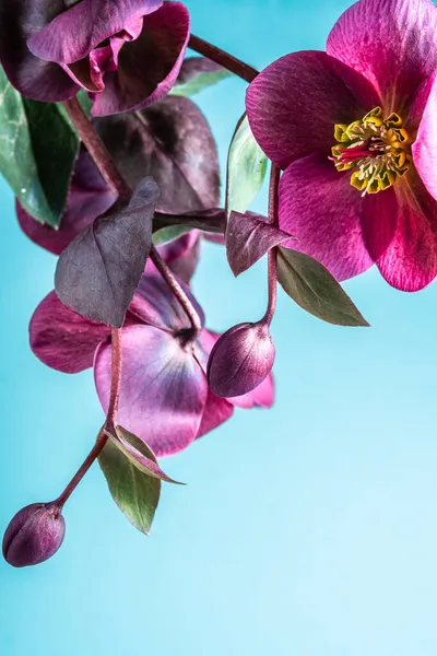 Burgundy varietal hellebore on a blue background. Copy space. Vertical photo. blurred foreground — Stock Photo, Image