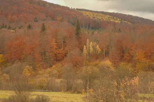 Forêt d'automne dans les Carpates ukrainiennes. ciel gris orageux.Cadre complet. Concentration floue et sélective — Photo