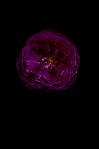 Μούντι Λουλούδια Μωβ Παιώνιος Τριαντάφυλλο Κεφάλι Λουλούδι Μαύρο Φόντο Κάθετη — Φωτογραφία Αρχείου